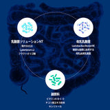 母乳由来乳酸菌